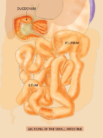 smallbowel labels